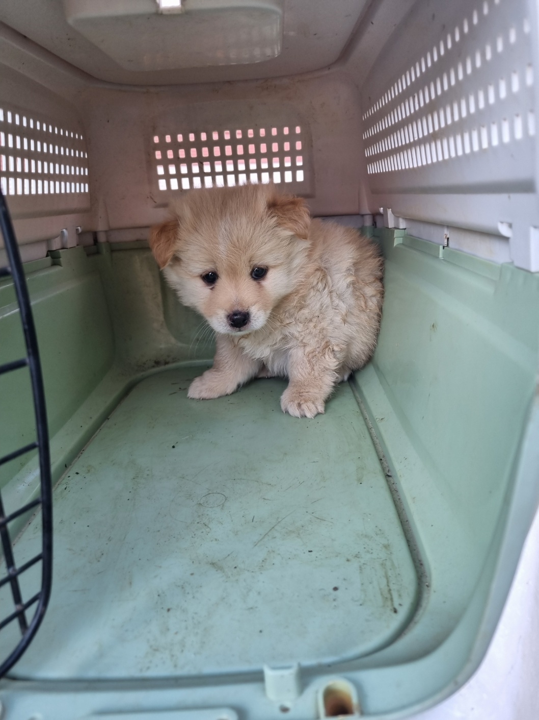 보호중 믹스견의 가…