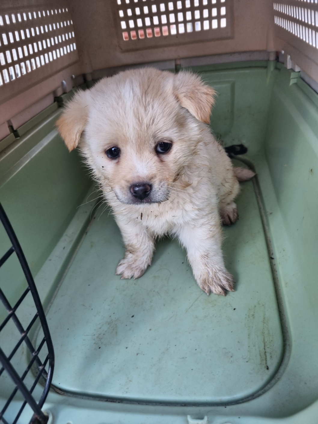 보호중 믹스견의 가…