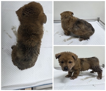 보호중 믹스견의 가…