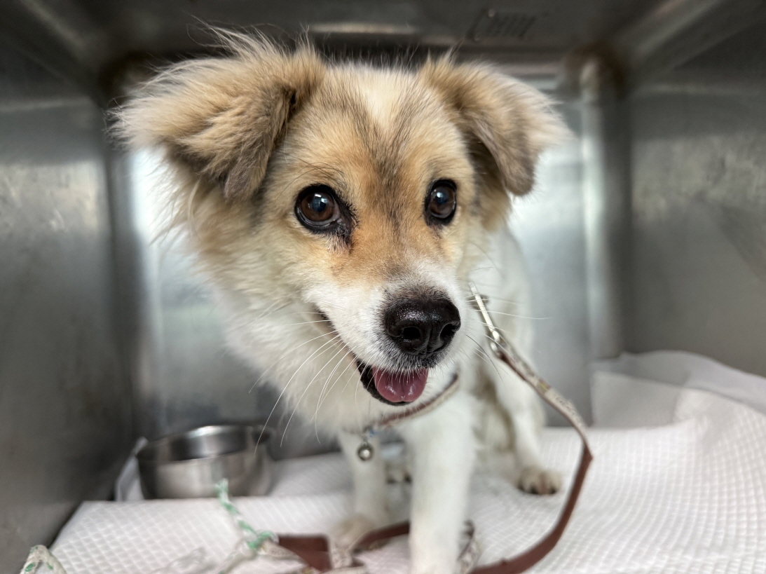 광주동물보호센터_429361202500661