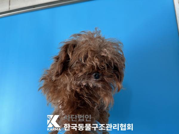 보호중 푸들의 가족…