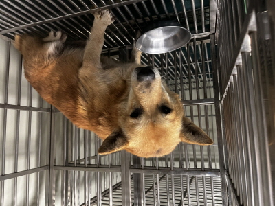 사단법인 동부_426340202500692