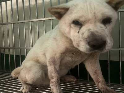 보호중 믹스견의 가…