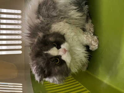 보호중 페르시안의 …