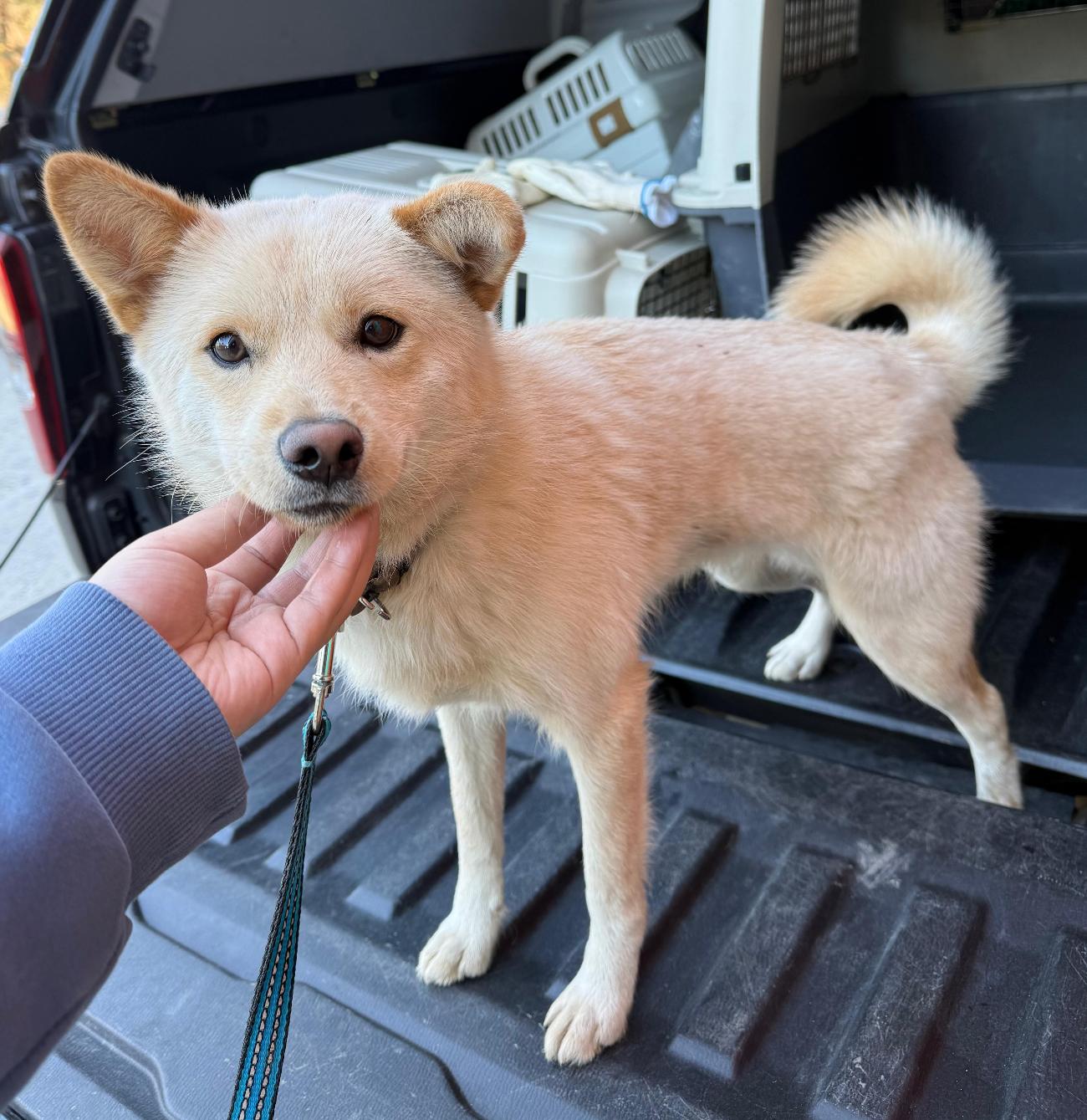 보호중 믹스견의 가…