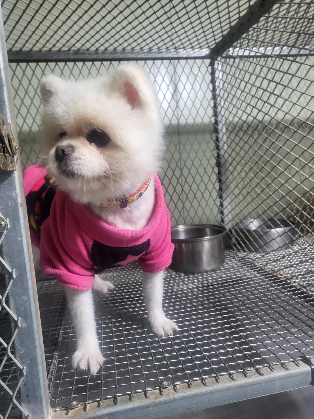 종료(반환) 포메라…