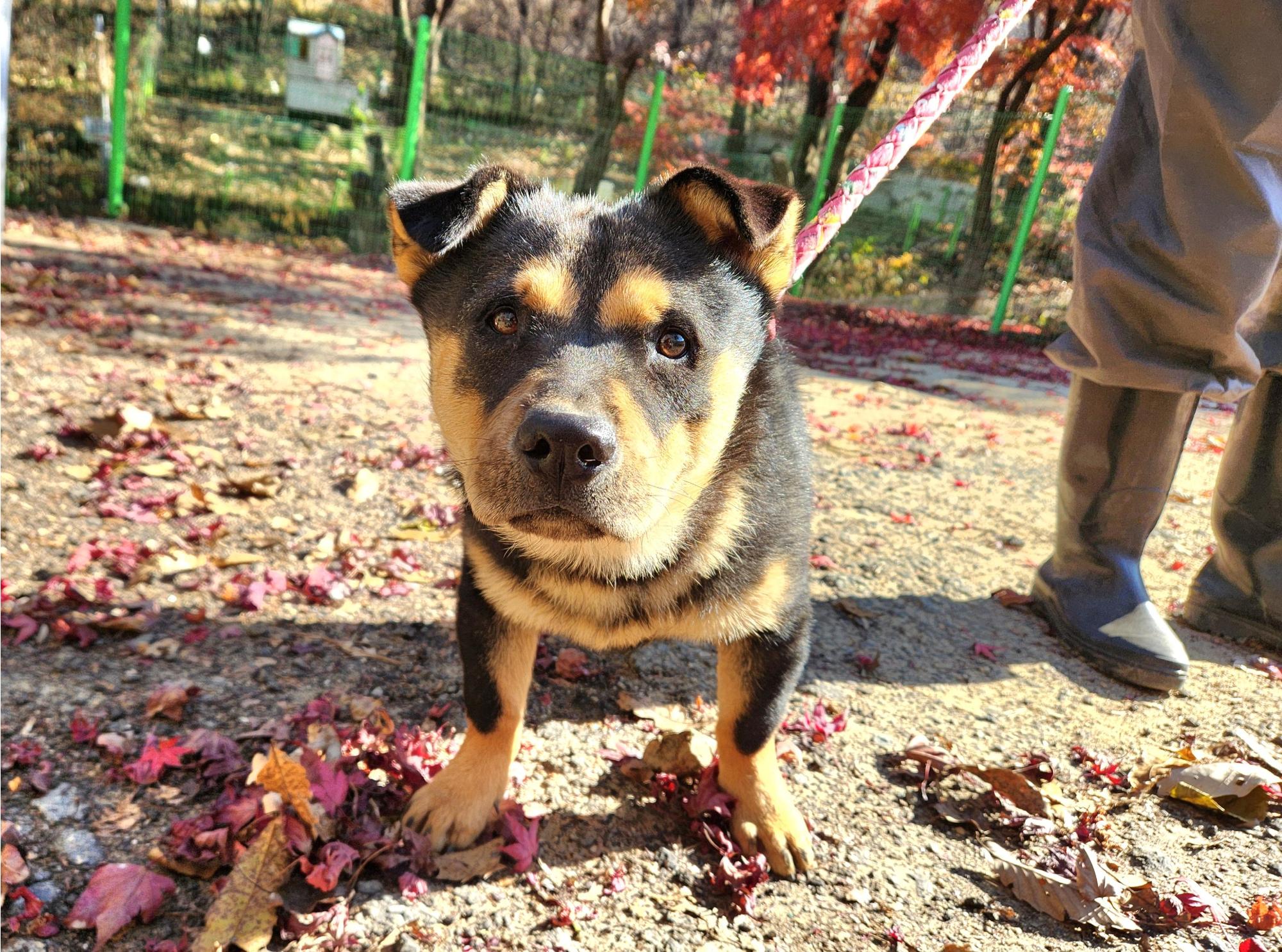 광주TNR동물병원초월_441554202501732