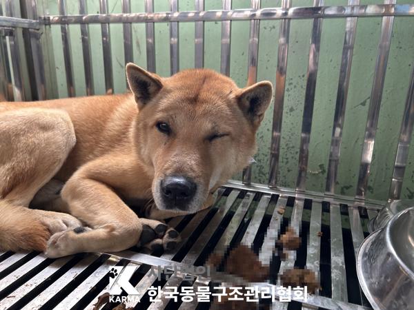 한국동물구조관리협회_411322202500617