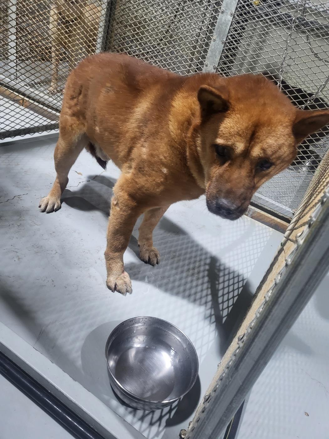 (사)하얀비둘기_426334202500937