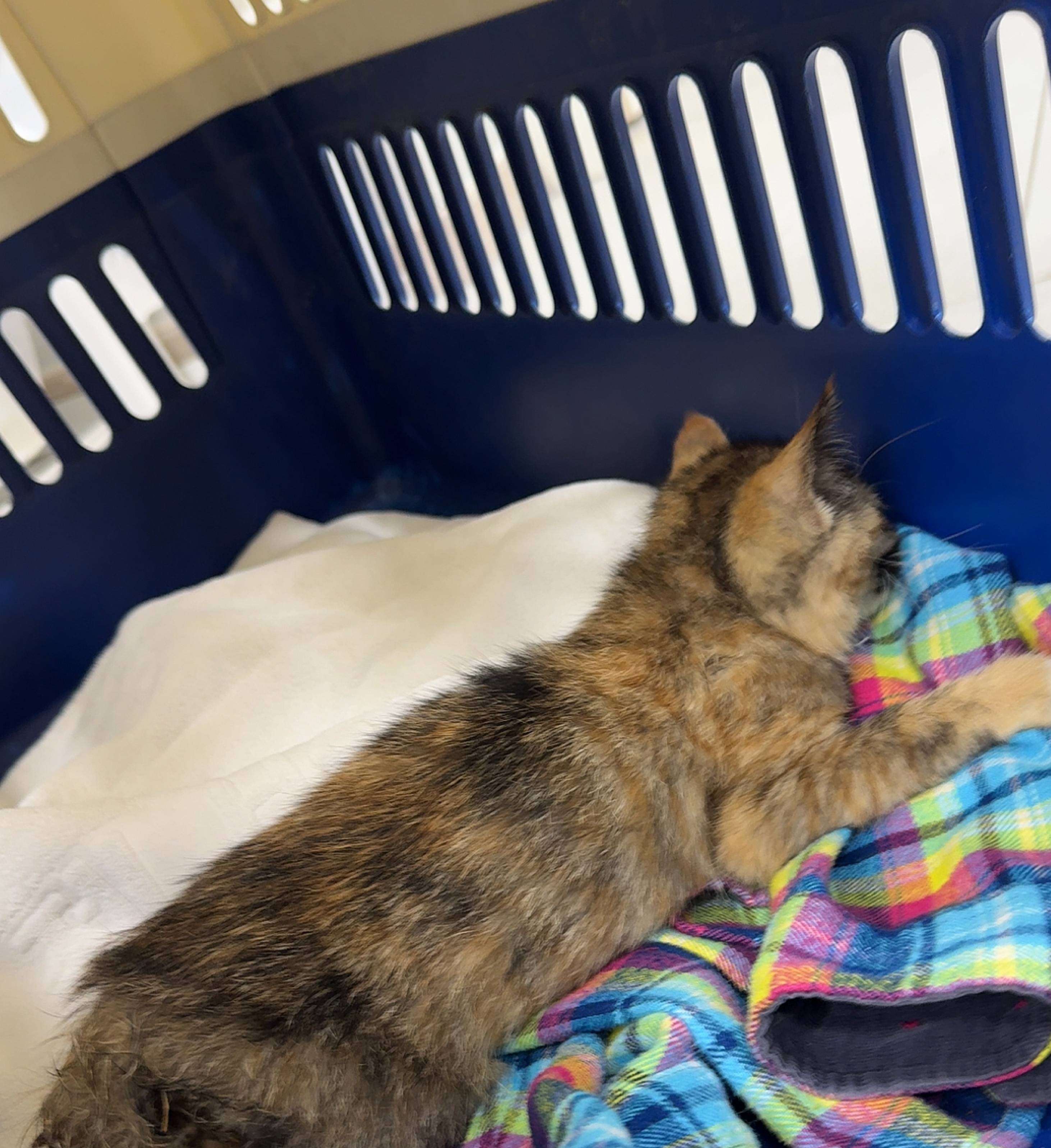 종료(자연사) 믹스…