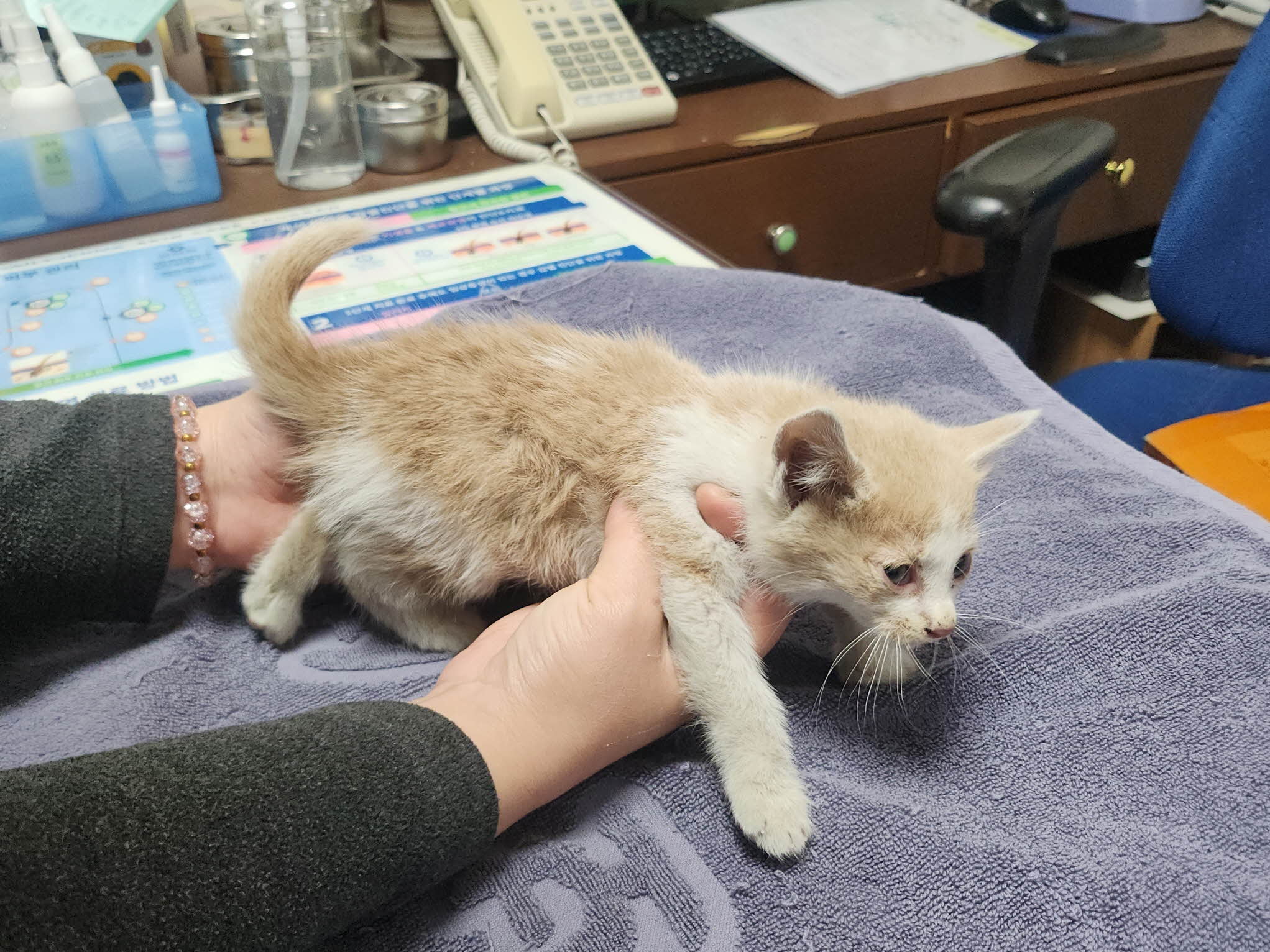 대구수의사회(아이펫)_427343202501087