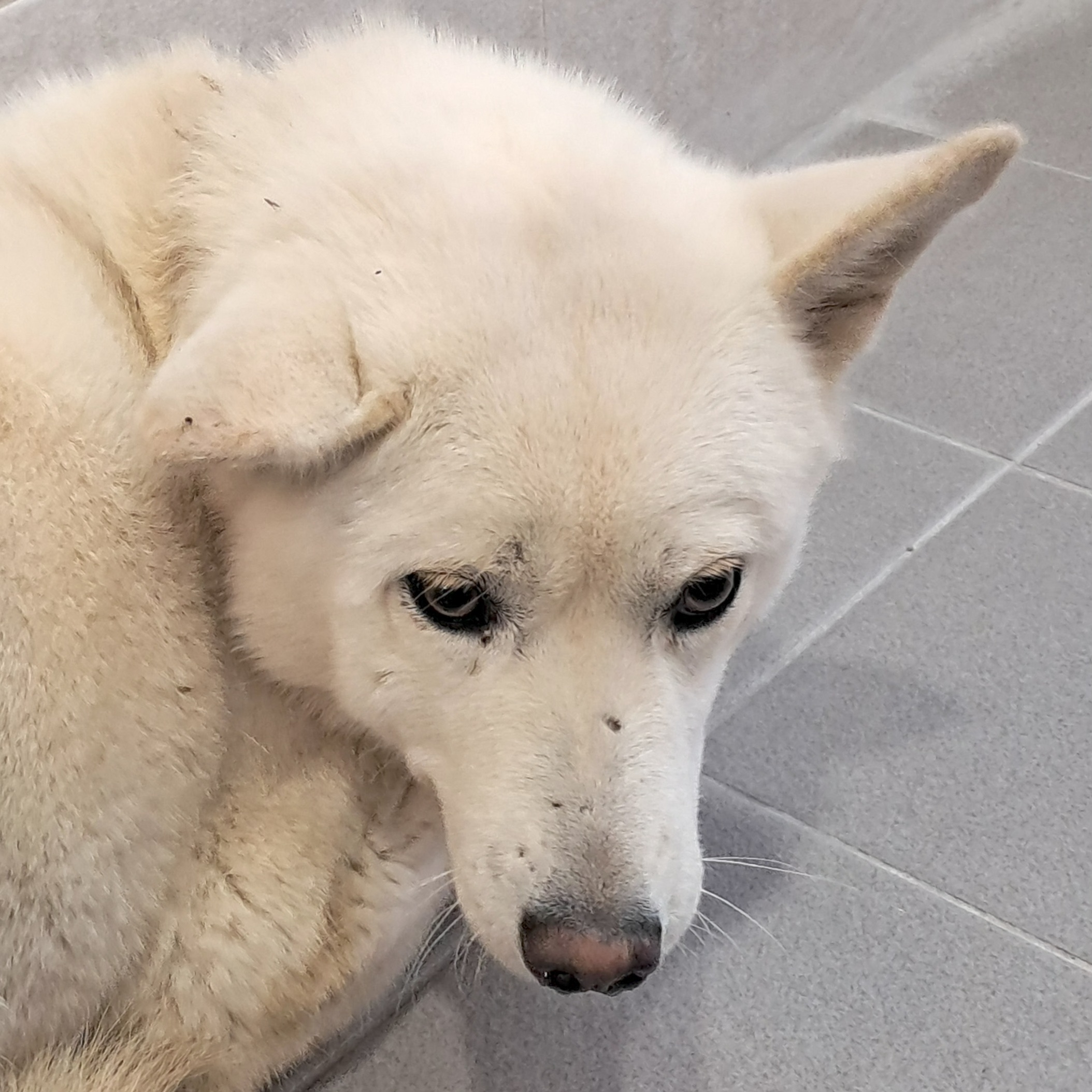 보호중 믹스견의 가…