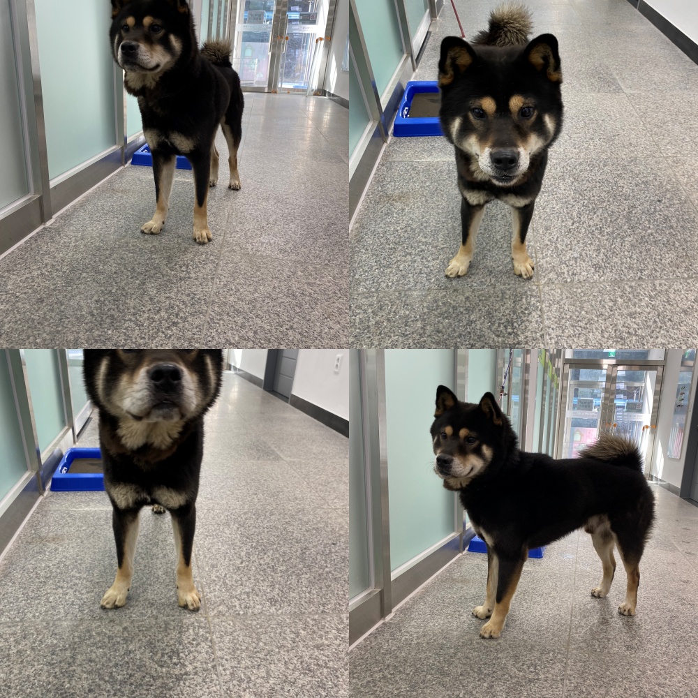 종료(반환) 믹스견…