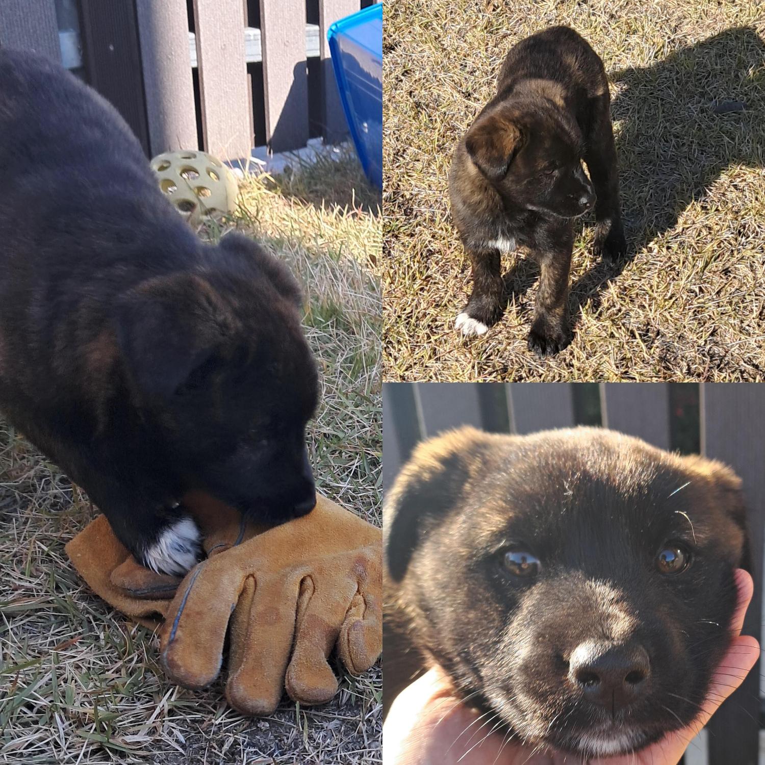 보호중 믹스견의 가…