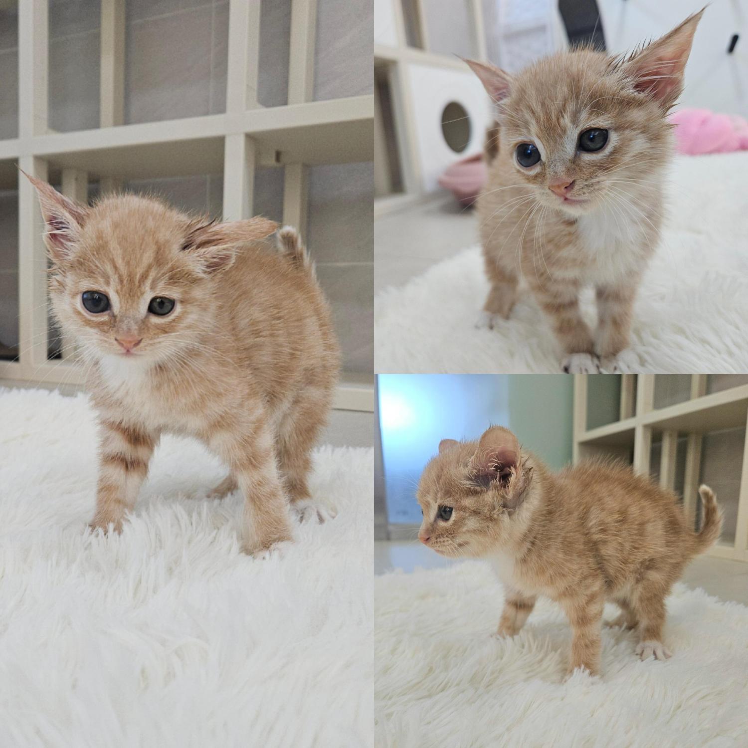 보호중 한국 고양이…