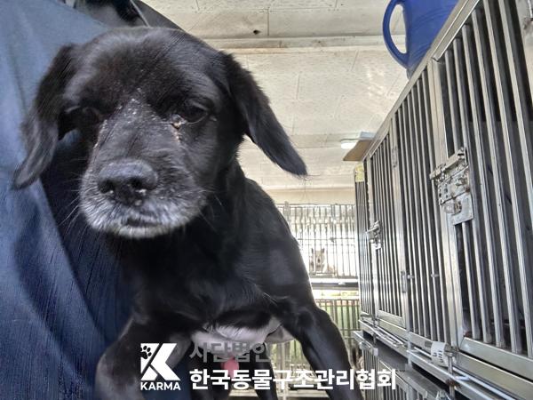 한국동물구조관리협회_441398202500571