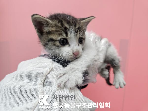 한국동물구조관리협회_441409202501729