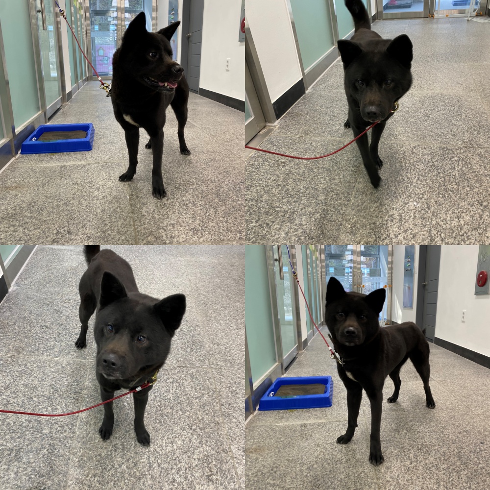 종료(반환) 믹스견…