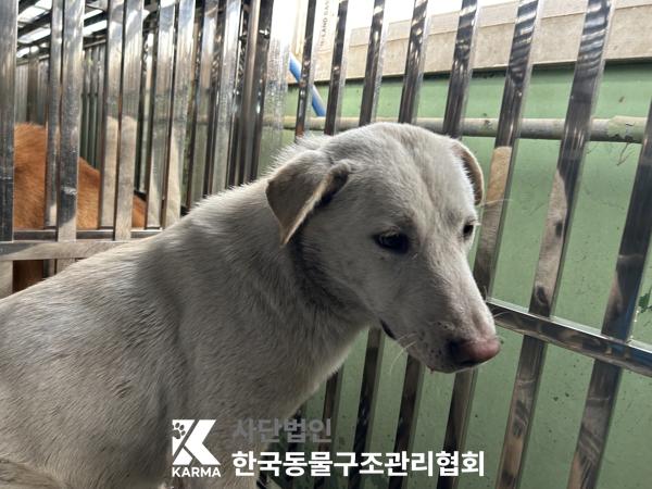 보호중 믹스견의 가…