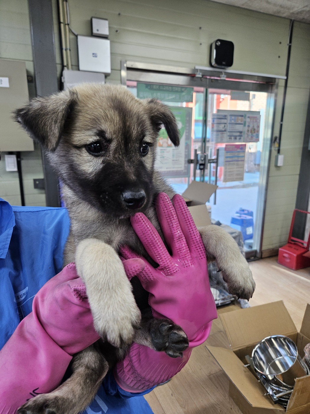 보호중 믹스견의 가…