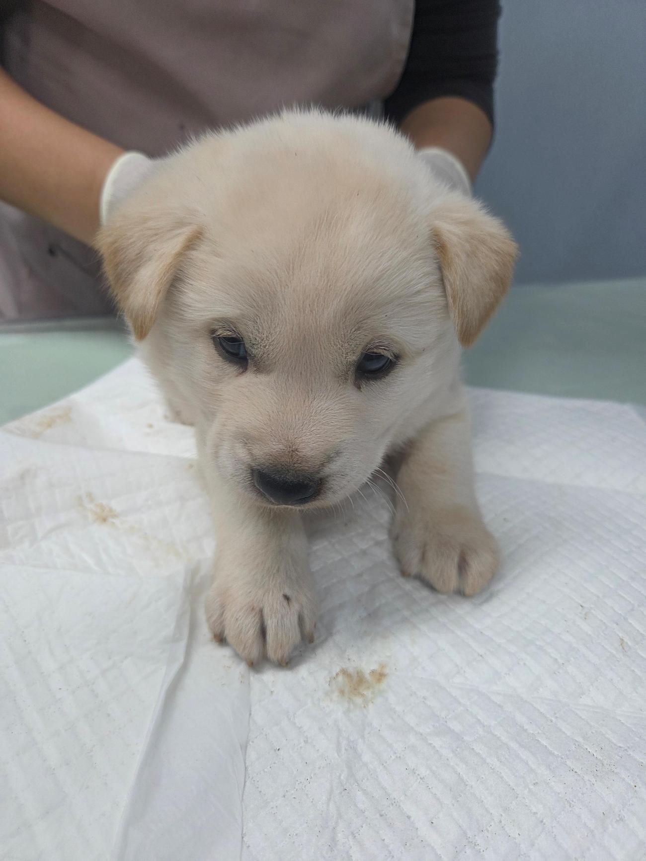 보호중 믹스견의 가…