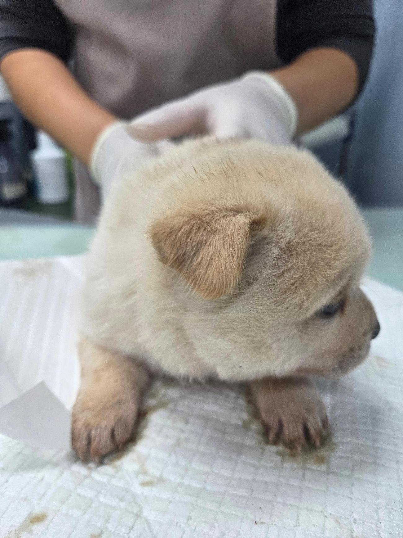 보호중 믹스견의 가…