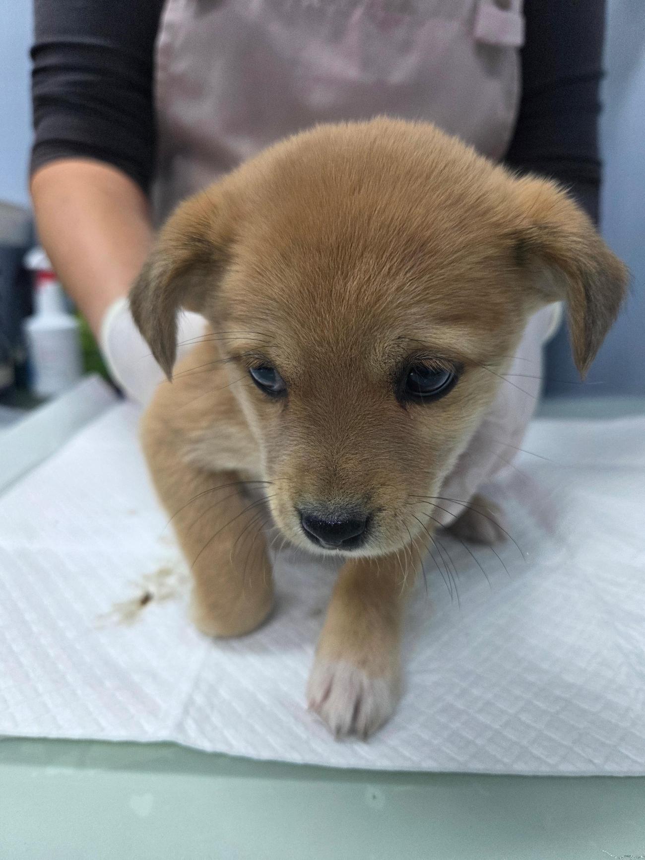 보호중 믹스견의 가…