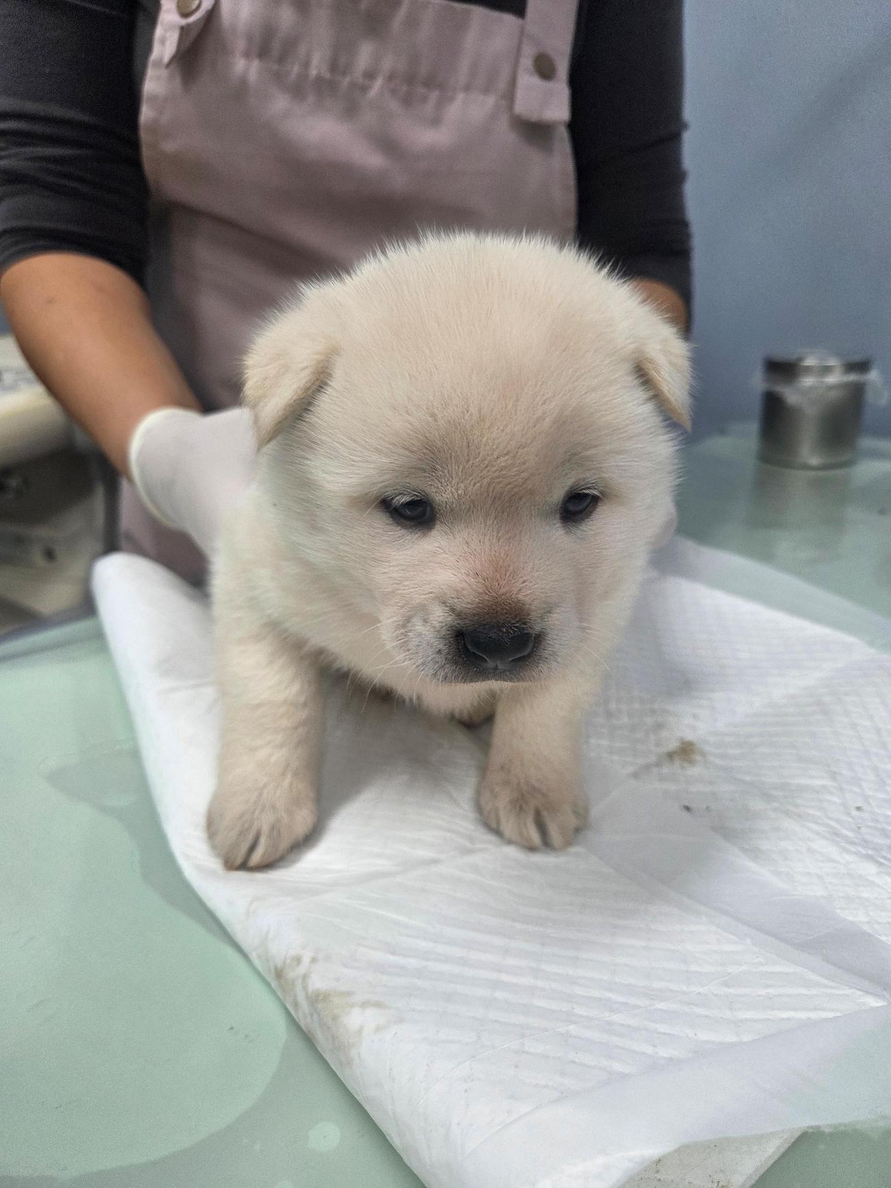 보호중 믹스견의 가…