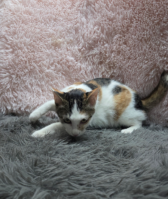 보호중 한국 고양이…