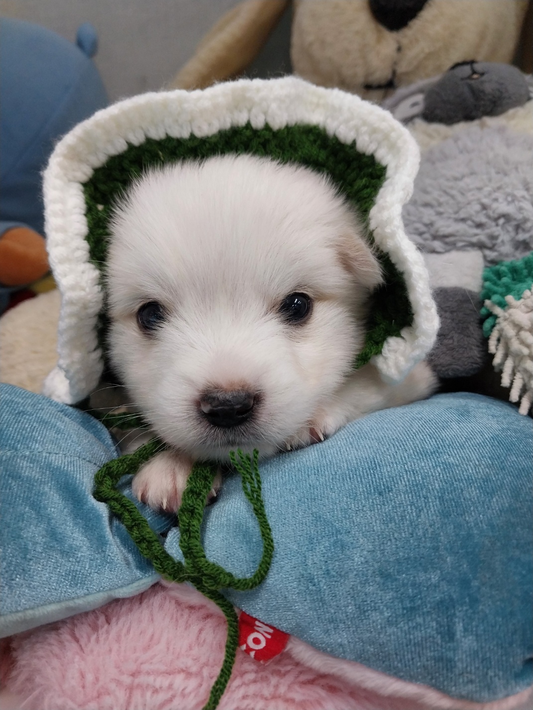 보호중 믹스견의 가…