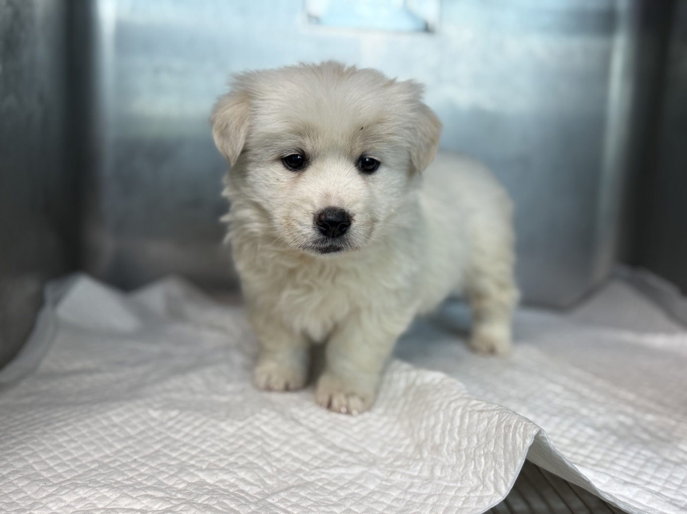 보호중 믹스견의 가…