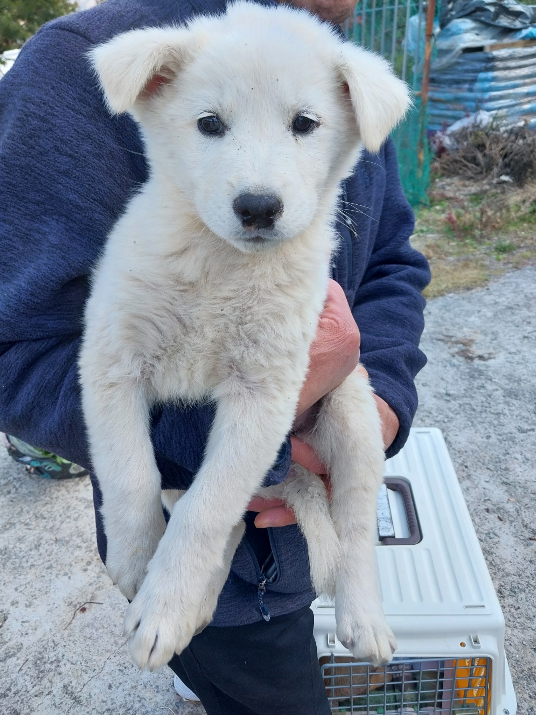 보호중 믹스견의 가…