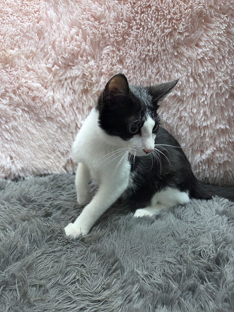 보호중 한국 고양이…