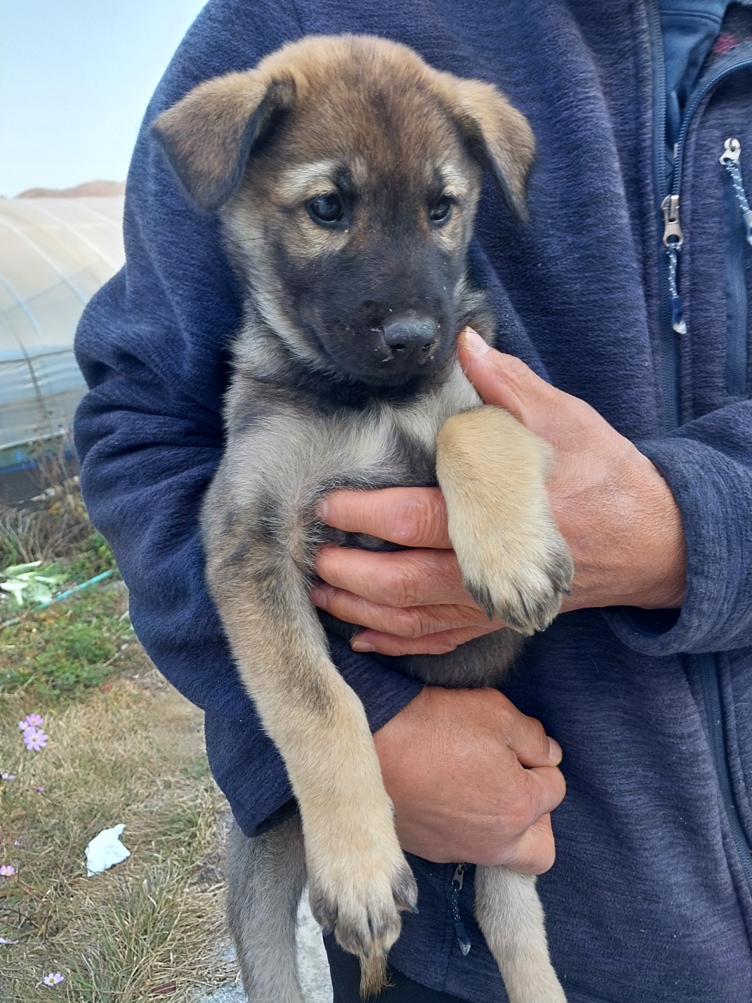 보호중 믹스견의 가…