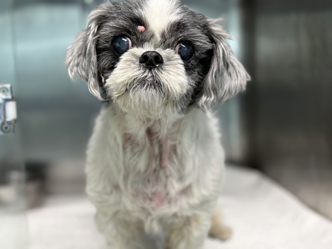 광주동물보호센터_429360202500760