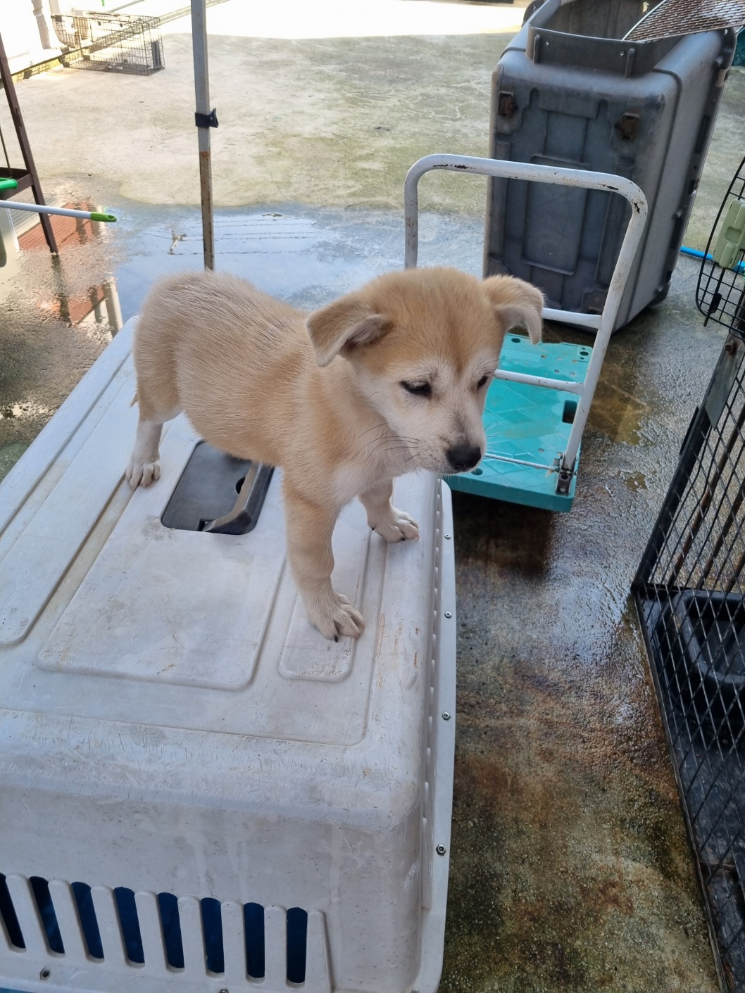 보호중 믹스견의 가…