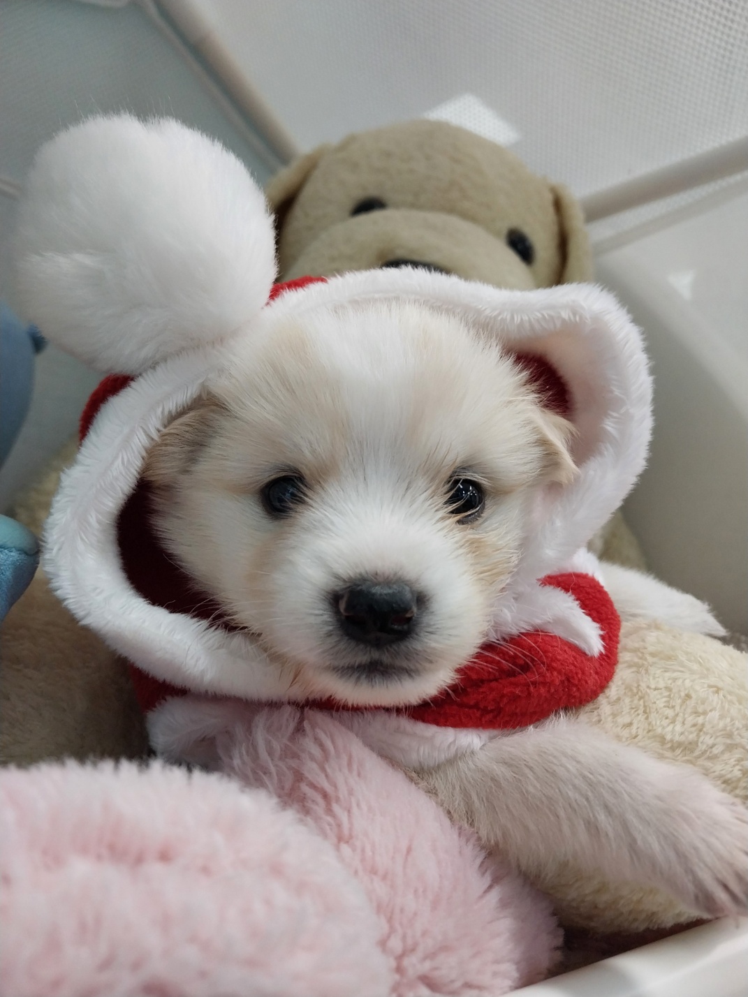 보호중 믹스견의 가…