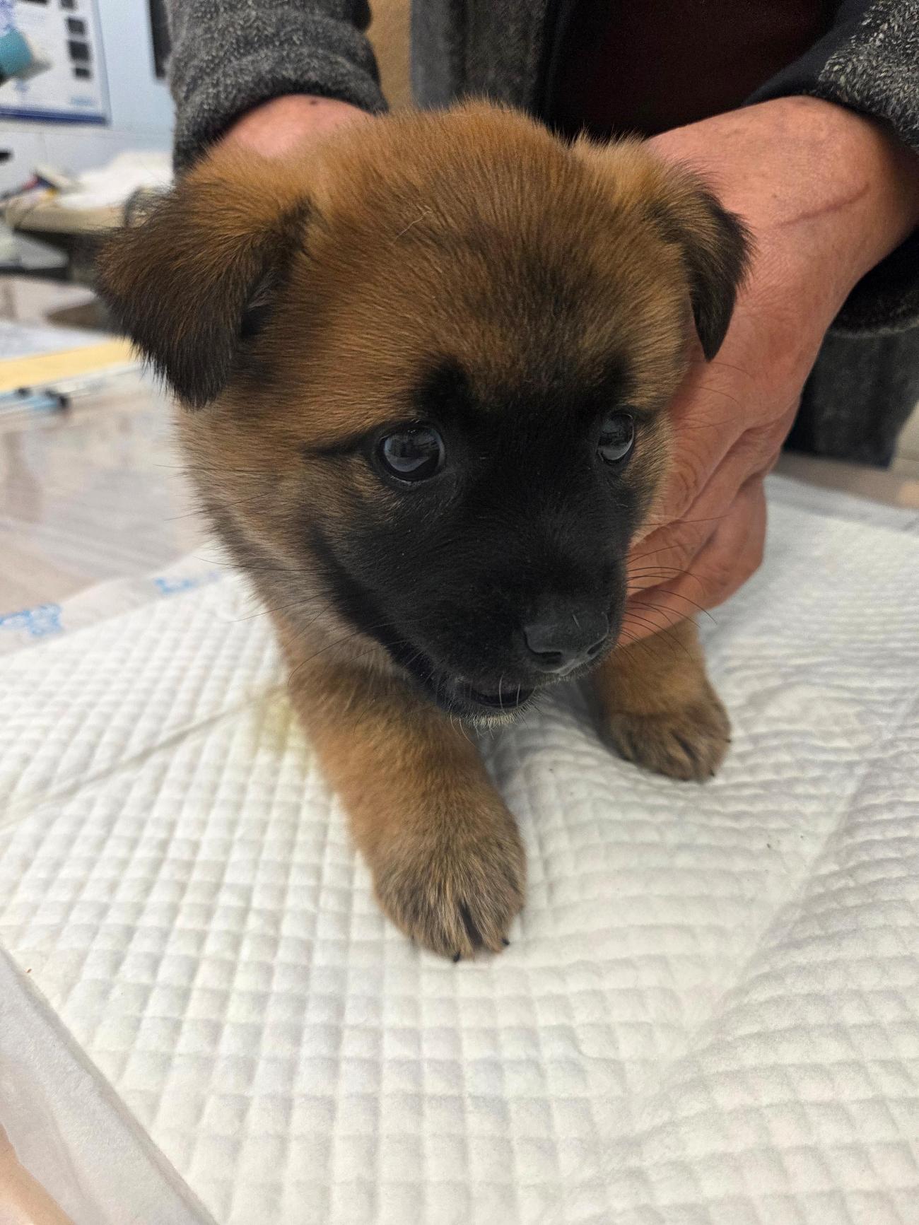 보호중 믹스견의 가…