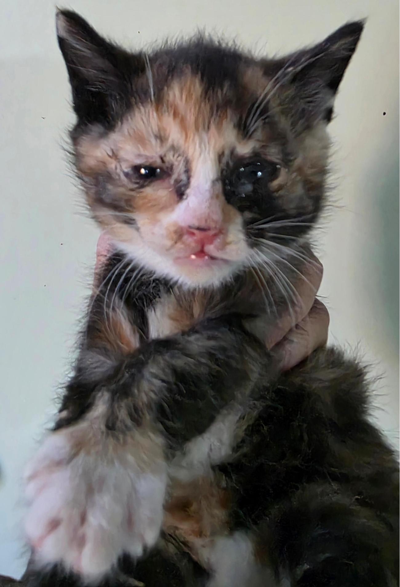 보호중 한국 고양이…