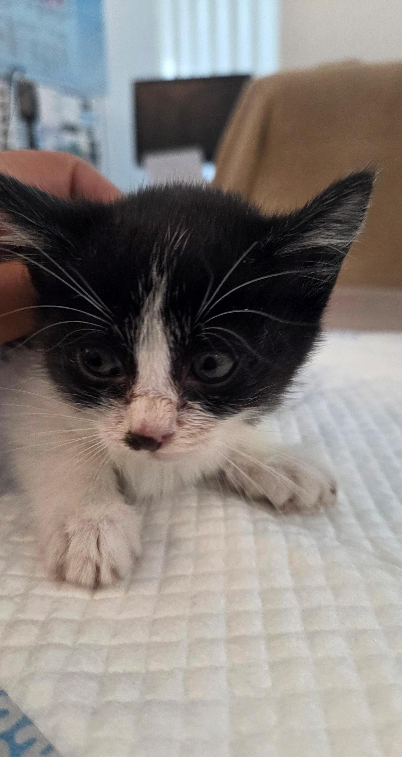 나주유기동물보호센터_446483202501915