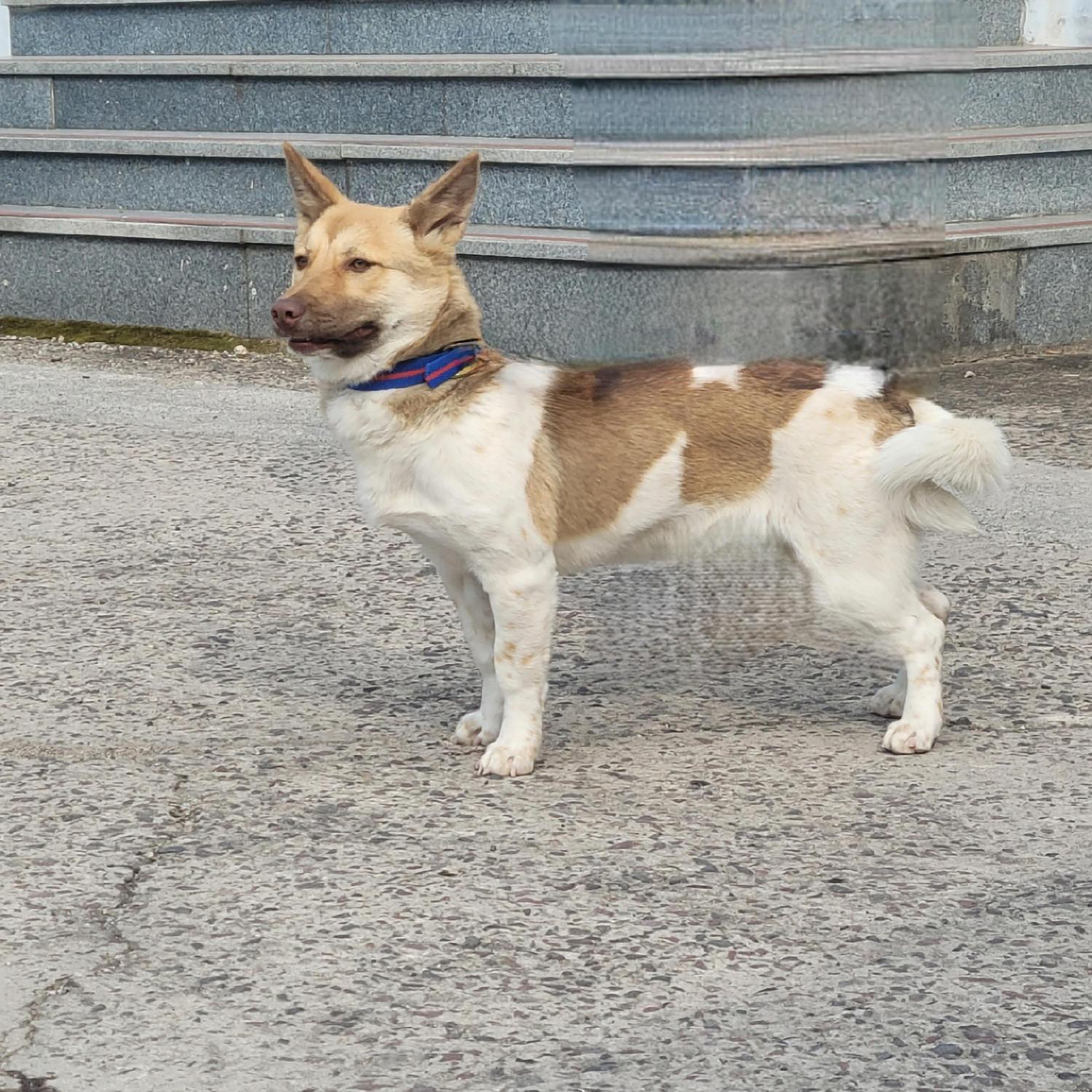 사천시 동물보호센터_448534202501893