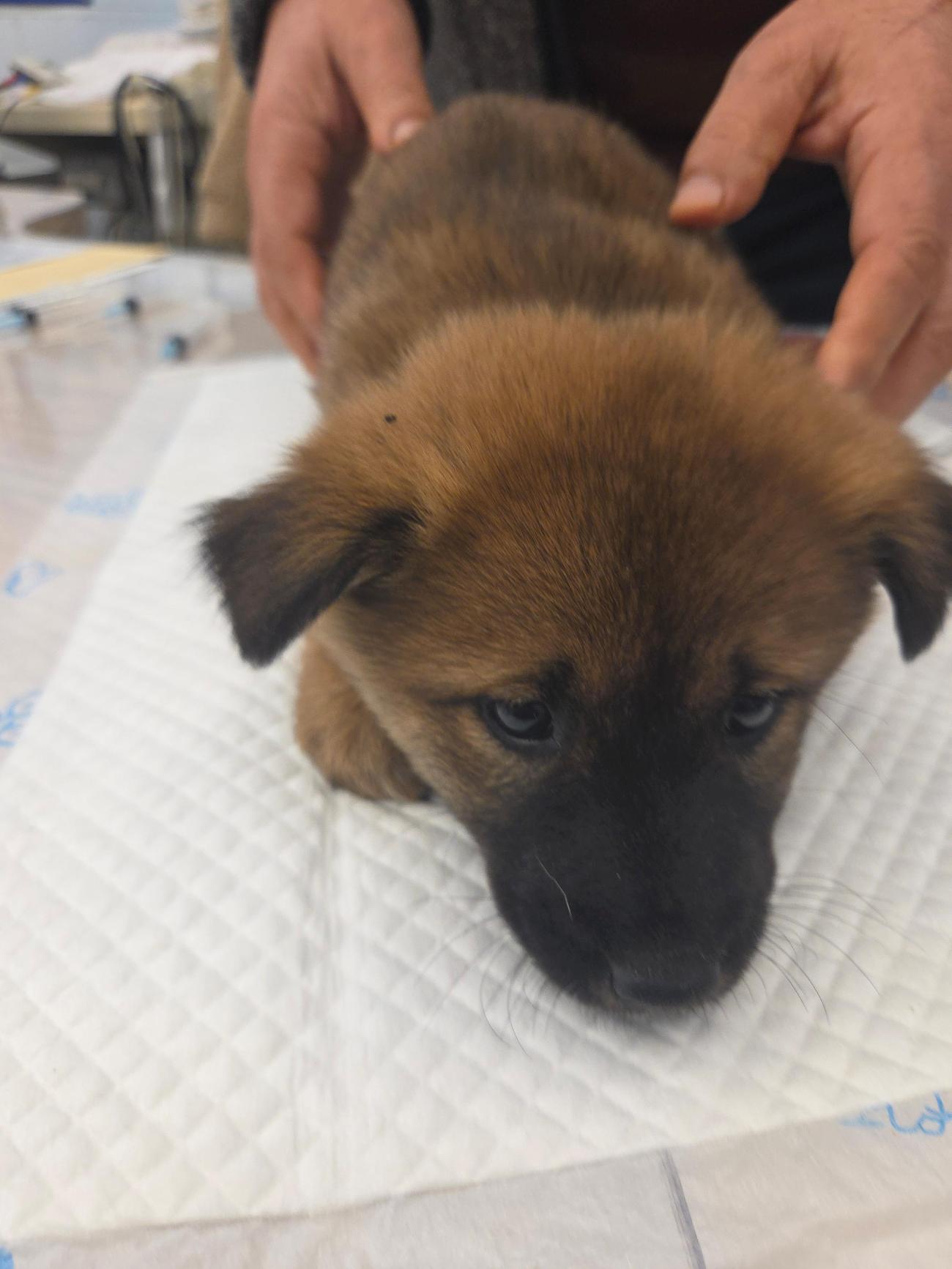 보호중 믹스견의 가…