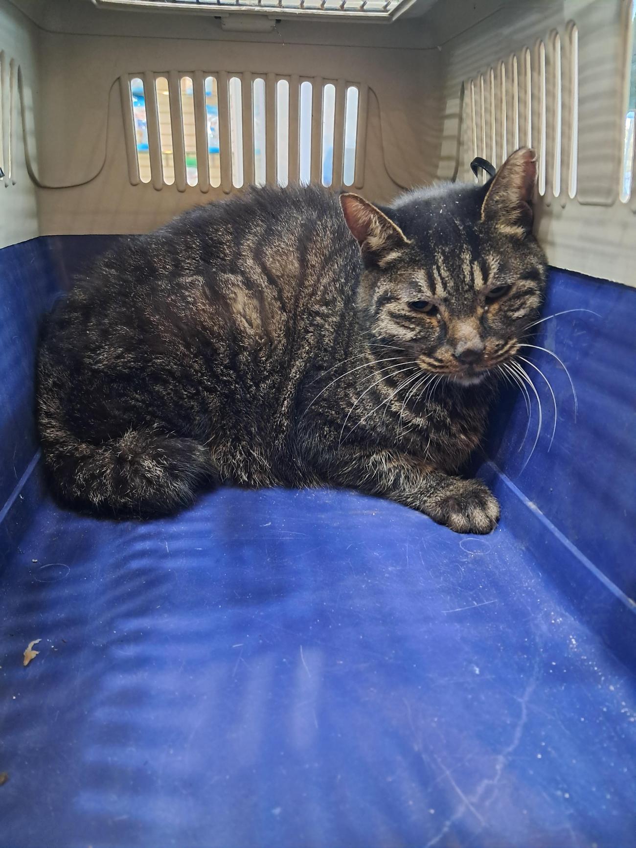 강남동물병원_431370202500937