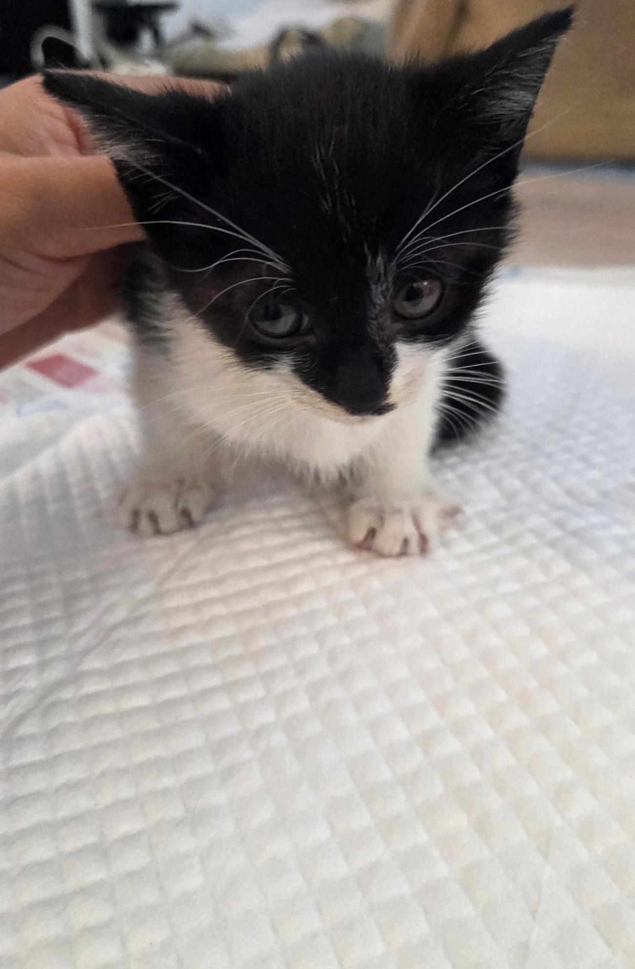 보호중 한국 고양이…