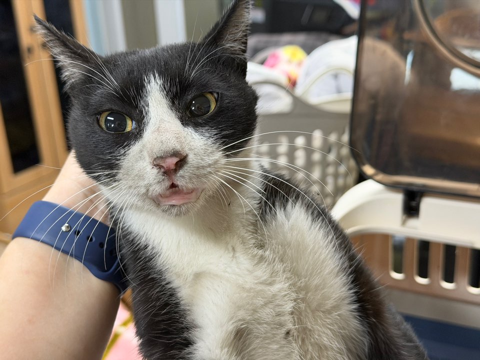 보호중 한국 고양이…