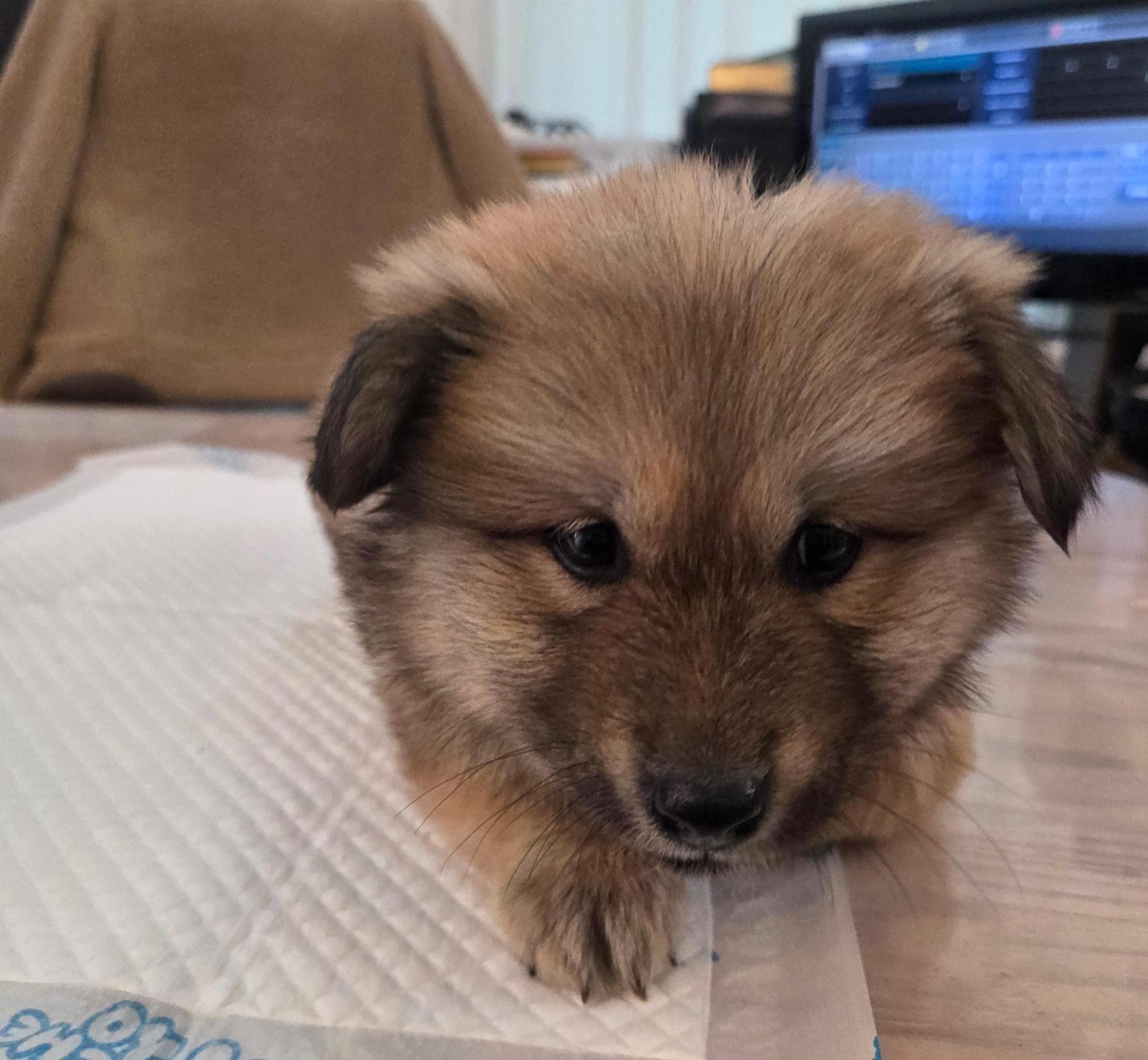 보호중 믹스견의 가…