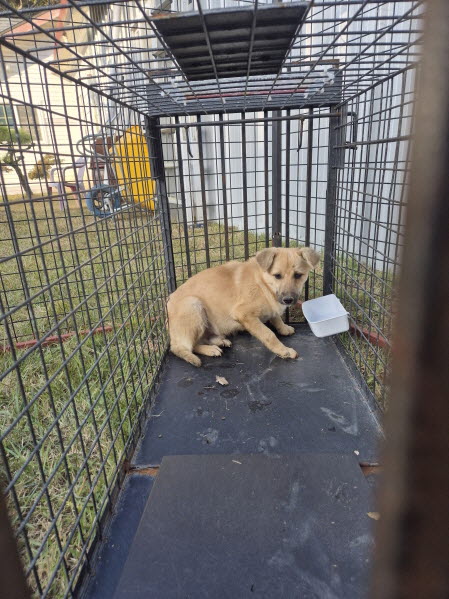 익산유기동물보호소_445468202503065