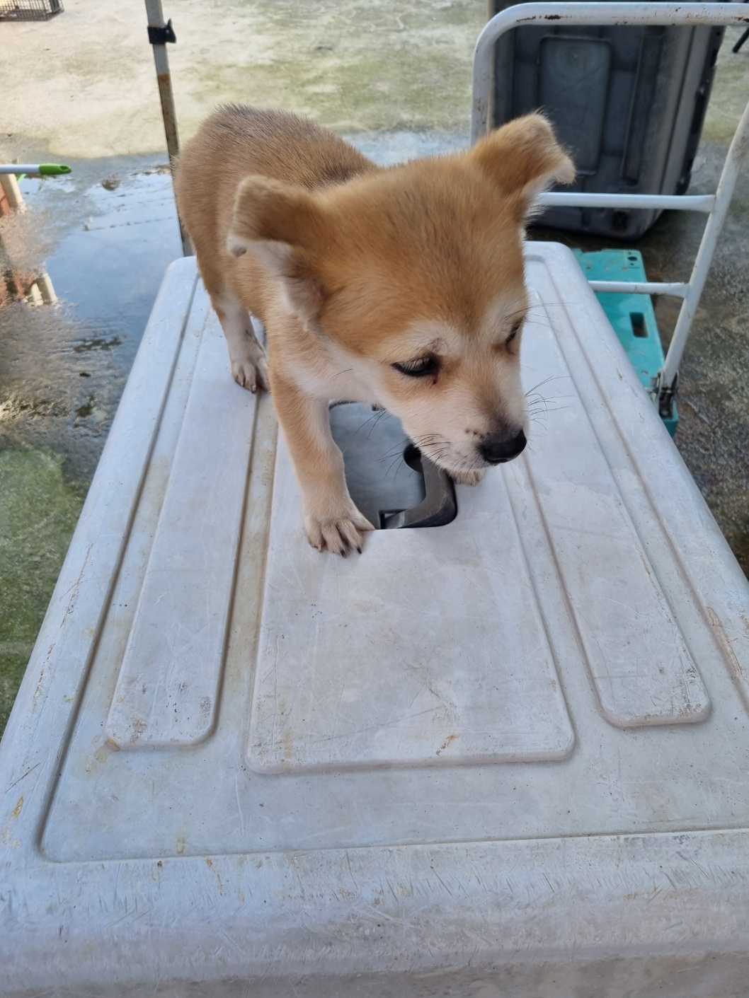 부안군 동물보호센터_445479202501222