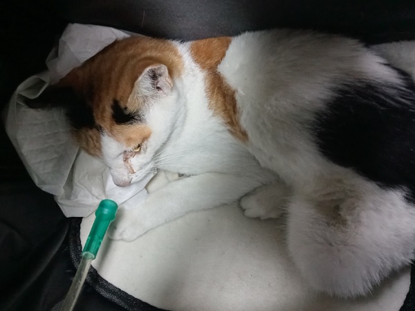 보호중 한국 고양이…