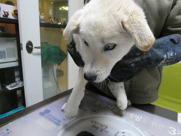 보호중 믹스견의 가…